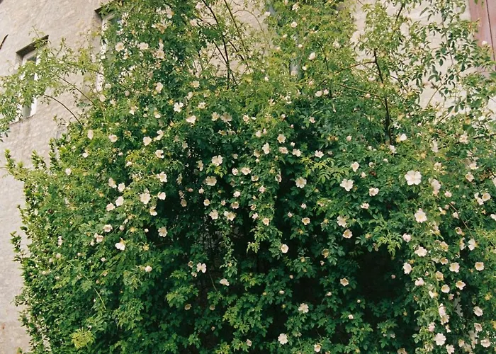 Im Scheunhornweg * Werder (Havel)